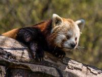 Kleiner Panda (oder Roter Panda)